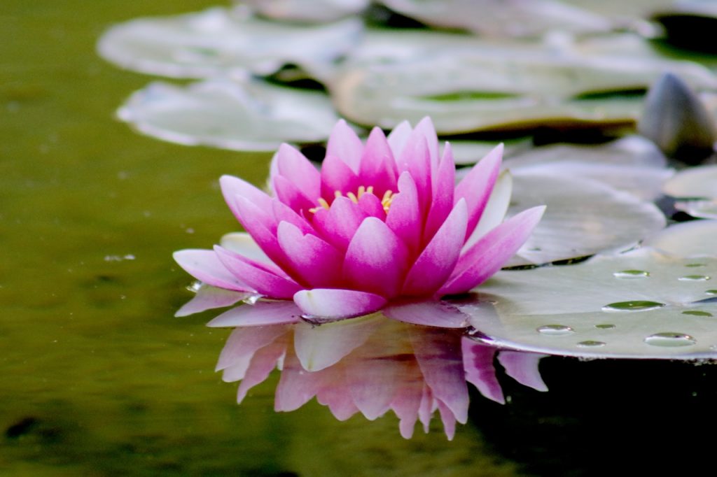 Chatsifieds Lotus