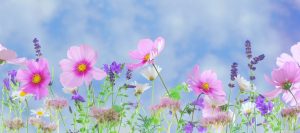 Chatsifieds wide flowers