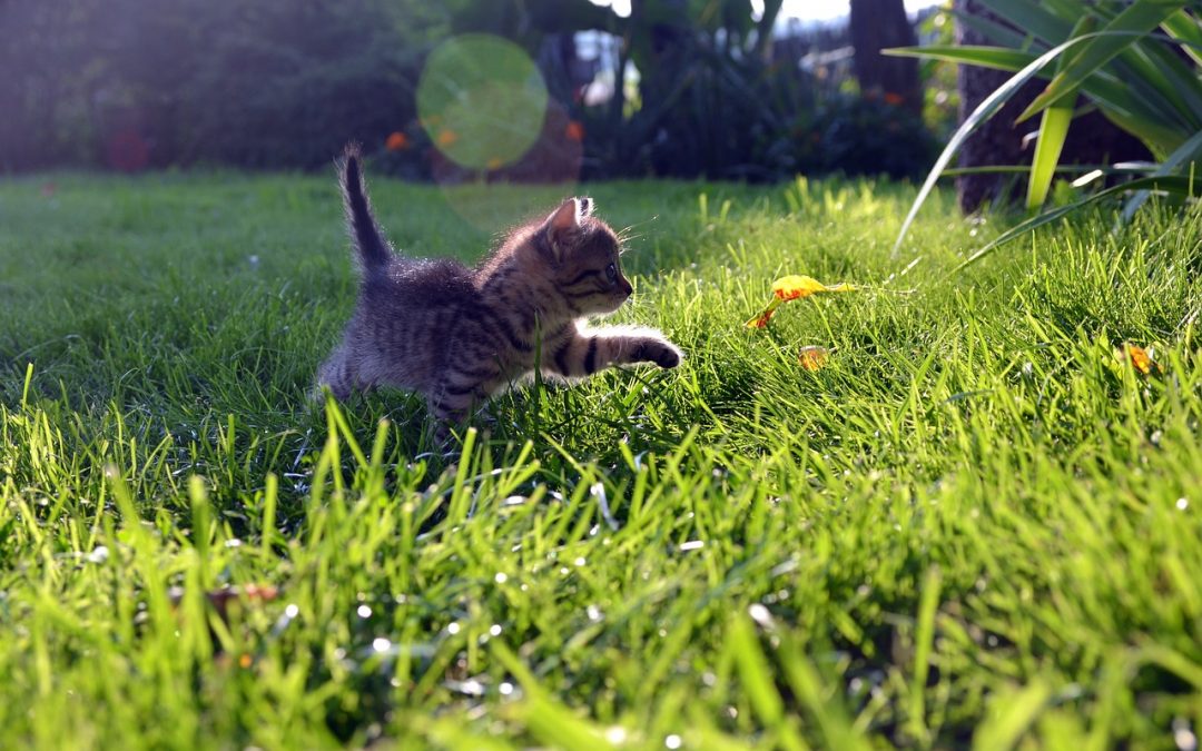 WHEN DO YOU USE MAKE OR DO?