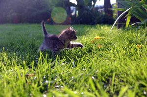 Chatsifieds Cat walking on a lawn