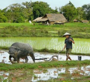 Chatsifieds Farmer and a buffalo