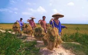 Chatsifieds Farmers carry their crops