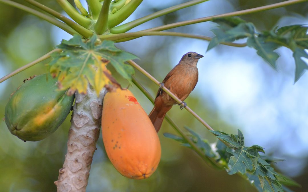 112 Papaya English Idioms and English Expressions