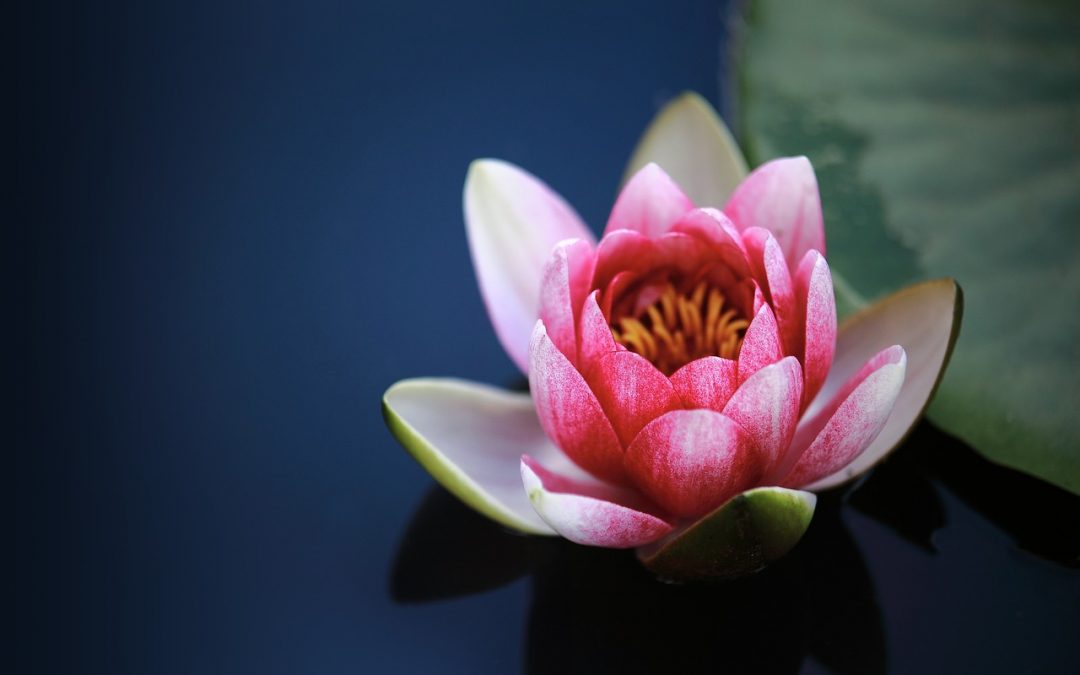 English Class – Top 22 words to know starts with I Part 2