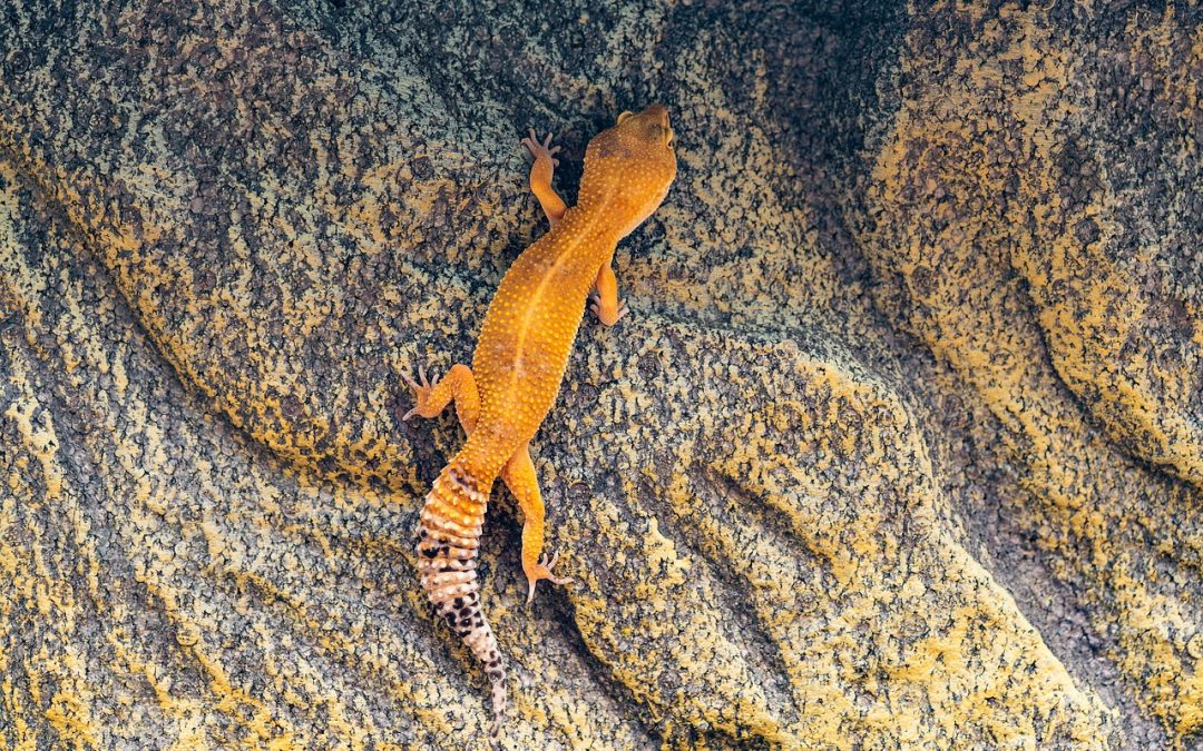 Learn English through science – Why A Gecko’s Feet Can Stick To Almost Anything