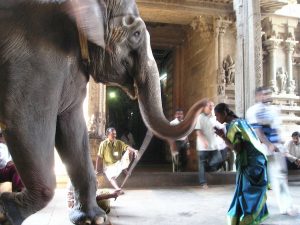 Diary of Maya Hayat - What is the love of family elephant