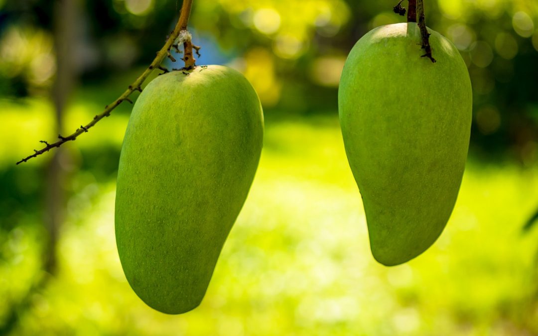 Incredible Benefits Of Mango and Useful Idioms About Mango
