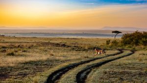 Africa Safari Post Image Chatsifieds