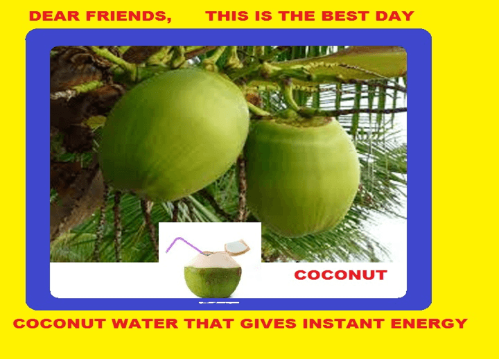 124 Coconut Sayings