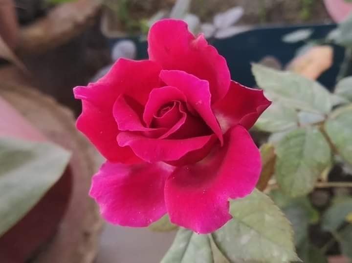 Single And General Words for Many Kinds of People (D) Vocabulary Builder