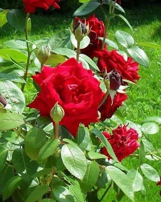 Single And General Words for Many Kinds of People (E) Vocabulary Builder