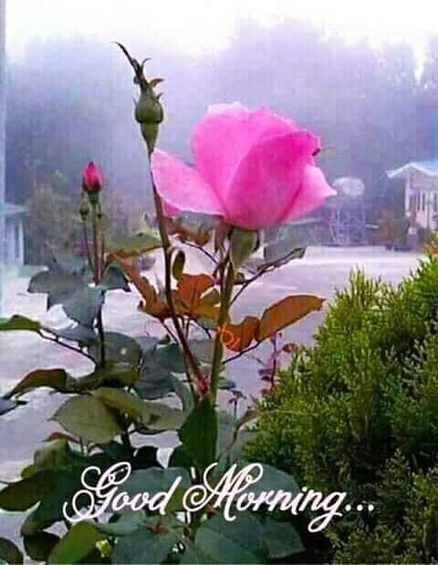 Single And General Words for Many Kinds of People (F) Vocabulary Builder