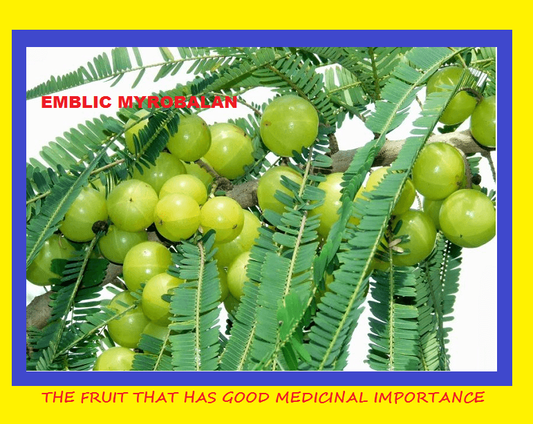 121 Emblic myrobalans Sayings