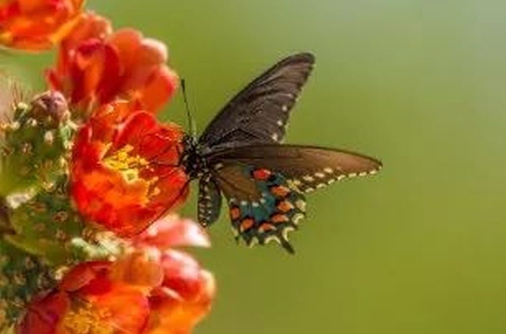 41 Single And General Words for Many Kinds of People For Letter J & K