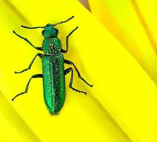 42 Single And General Words for Many Kinds of People (I) Vocabulary Builder