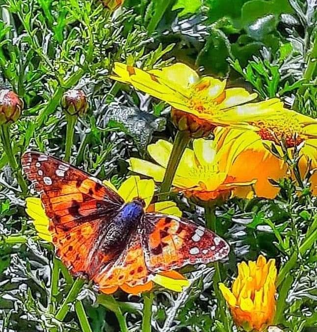 71 Single And General Words for Many Kinds of People (G) Vocabulary Builder