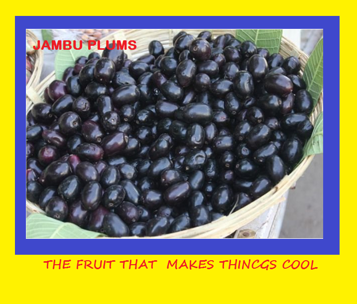 109 Jumbo Plums Sayings Chatsifieds