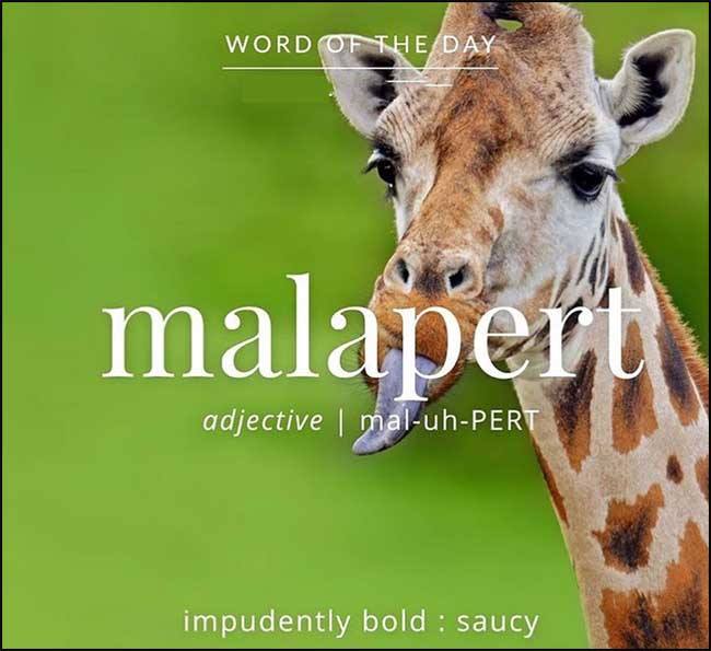 Learn Malapert Meaning Etymology and Synonyms