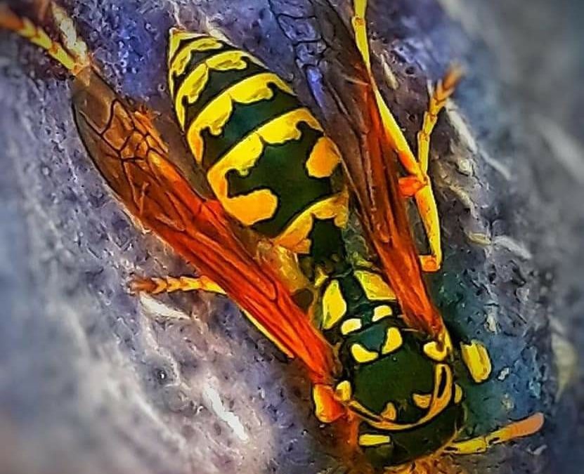 62 Single And General Words for Many Kinds of People For Letter L