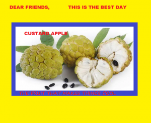 112 custard apple sayings Chatsifieds