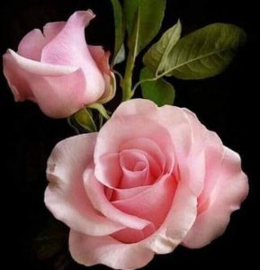 133 Single And General Words for Many Kinds of People For Letter P. All Single And General Words for Many Kinds of People for Letter P Chatsifieds