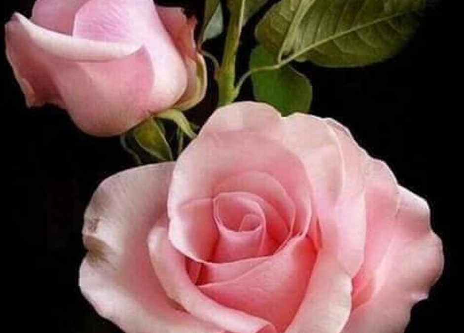 133 Single And General Words for Many Kinds of People For Letter P