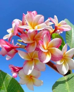 175 Single And General Words for Many Kinds of People For Letter S Chatsifieds