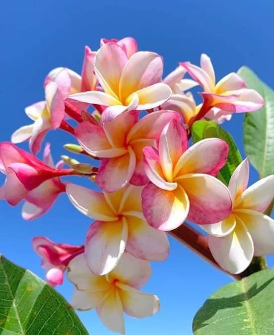 175 Single And General Words for Many Kinds of People For Letter S