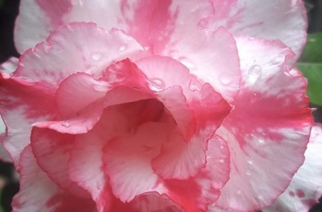 47 Single And General Words for Many Kinds of People For Letter Q & R