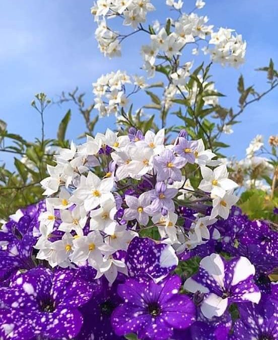 74 Single And General Words for Many Kinds of People For Letter T