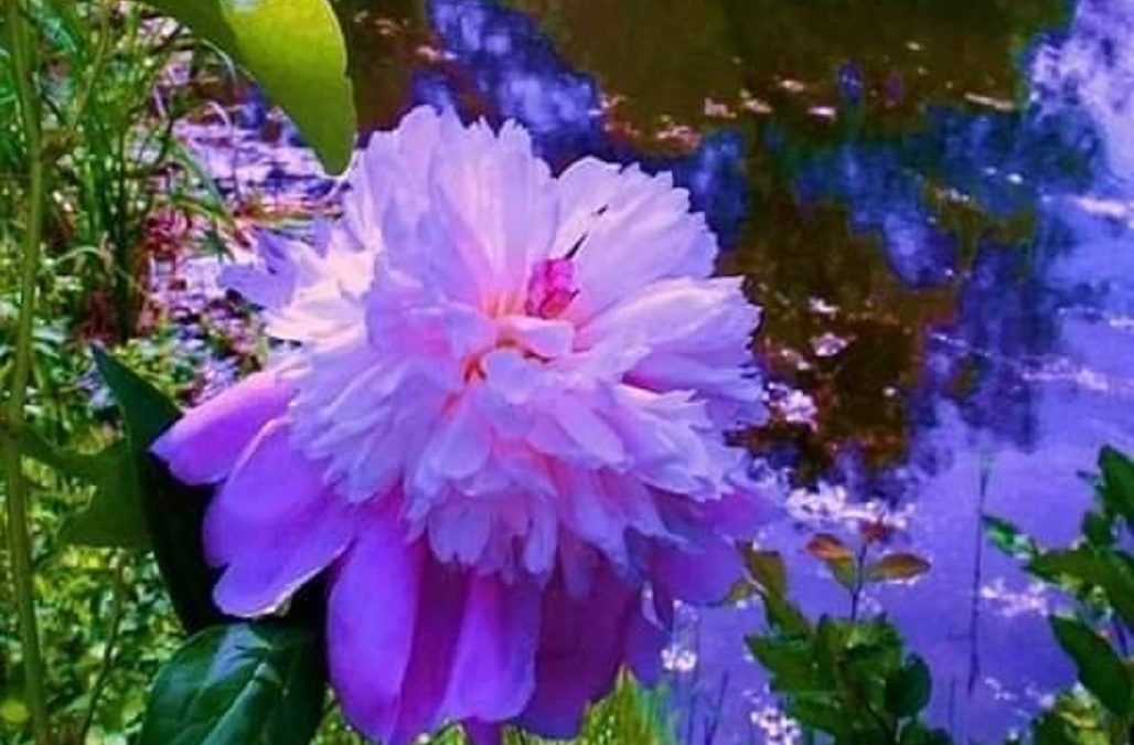 Single And General Words for Many Kinds of People For Letter U, V, X, W, Y, and Z