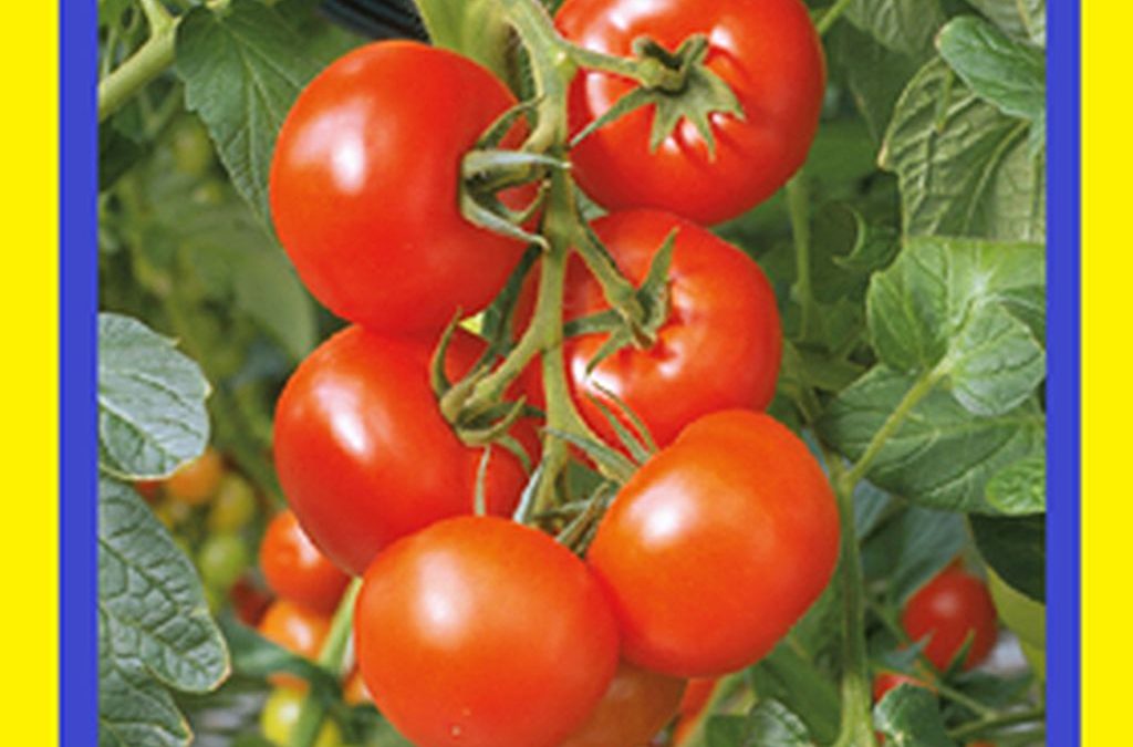 130 Tomato Sayings | My Learning Goals and Writings